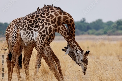 Photography giraffes playing with their necks