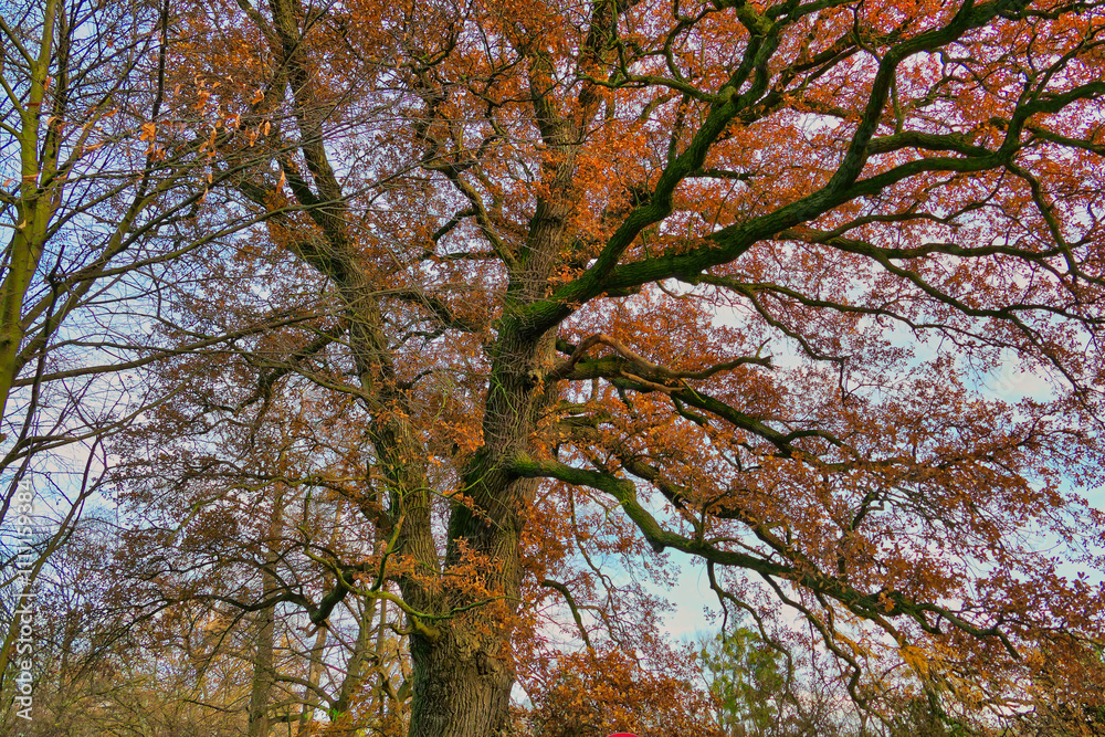 Poznań, Cybina Valley, protected nature area, trees growing in the river area in autumn colors lit by the setting sun Poznań, Cybina Valley, protected nature area, trees growing in the river area in autumn colors lit by the setting sun