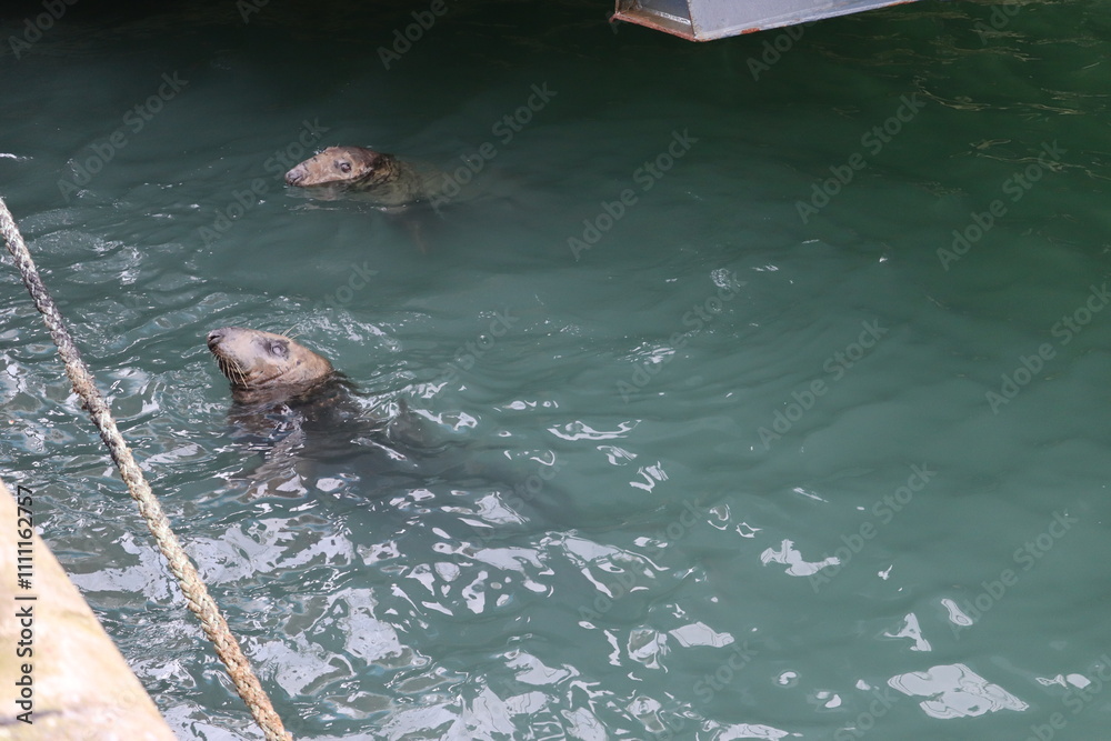 Obraz premium Seals in Ireland