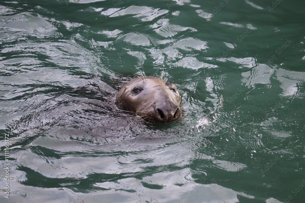 Obraz premium Seals in Ireland