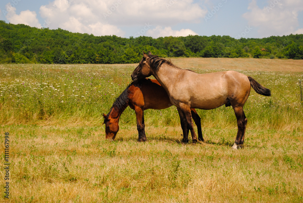 Two Horses Grazing in a Lush Summer Meadow, Surrounded by Vibrant Wildflowers and Rolling Green Hills. Peaceful Essence of Rural Life and the Beauty Two Horses Grazing in a Lush Summer Meadow, Surrounded by Vibrant Wildflowers and Rolling Green Hills. Peaceful Essence of Rural Life and the Beauty