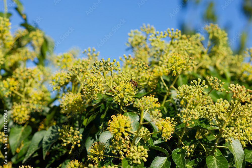 Field of yellow flowers with a bee in the middle Field of yellow flowers with a bee in the middle