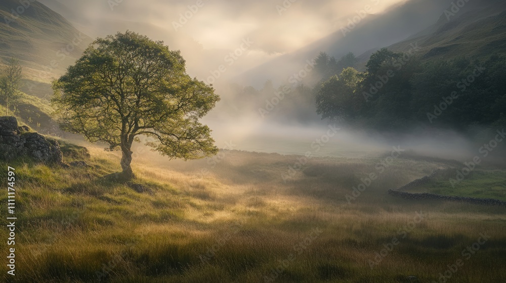 Solitary tree, misty valley, sunrise light. Solitary tree, misty valley, sunrise light.
