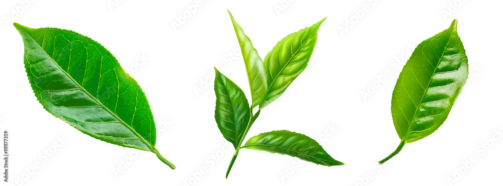 Set of Ceylon tea green leaf, isolated on transparent background. PNG element.
