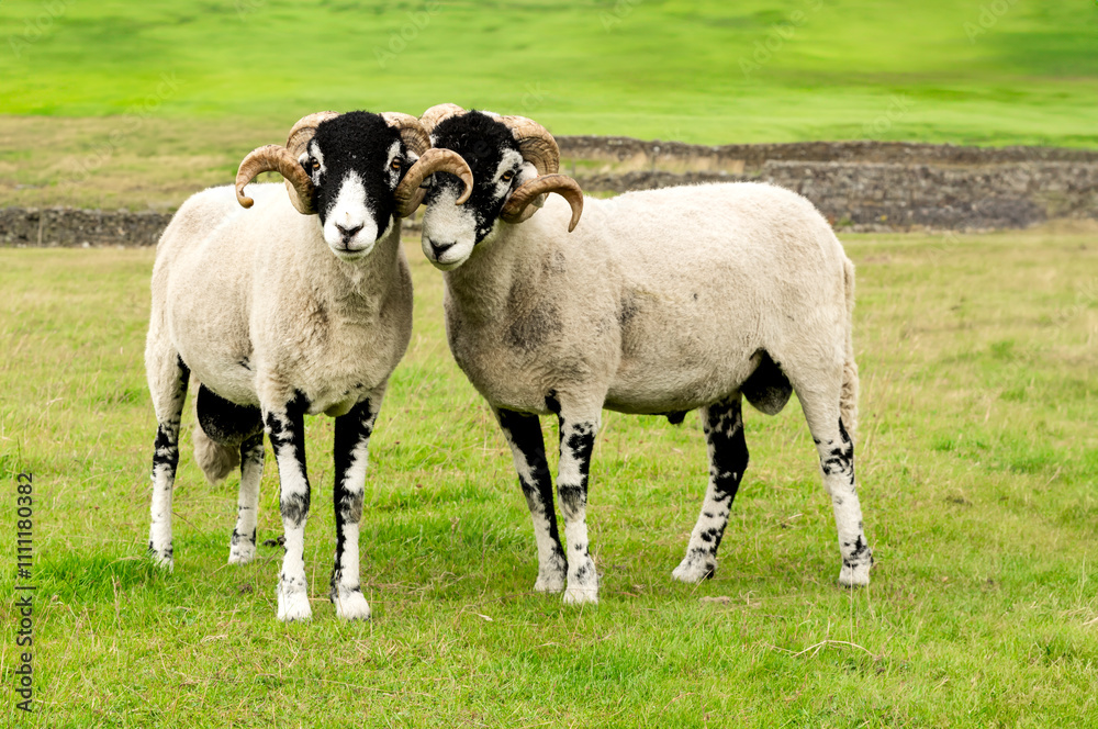 Fototapeta premium Swaledale sheep. Two Swaledale rams in summertime, facing front in green field with drystone walling. Yorkshire Dales, UK. Swaledale sheep are a breed native to the area. Horizontal, copy space