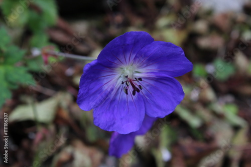 flower in the garden