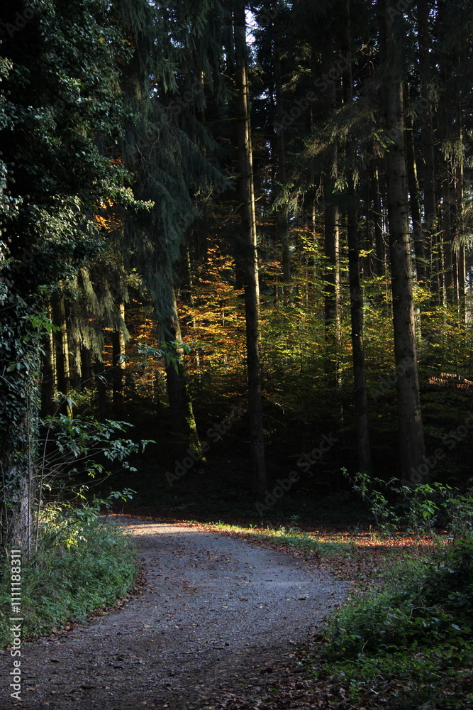 Obraz premium forest in autumn