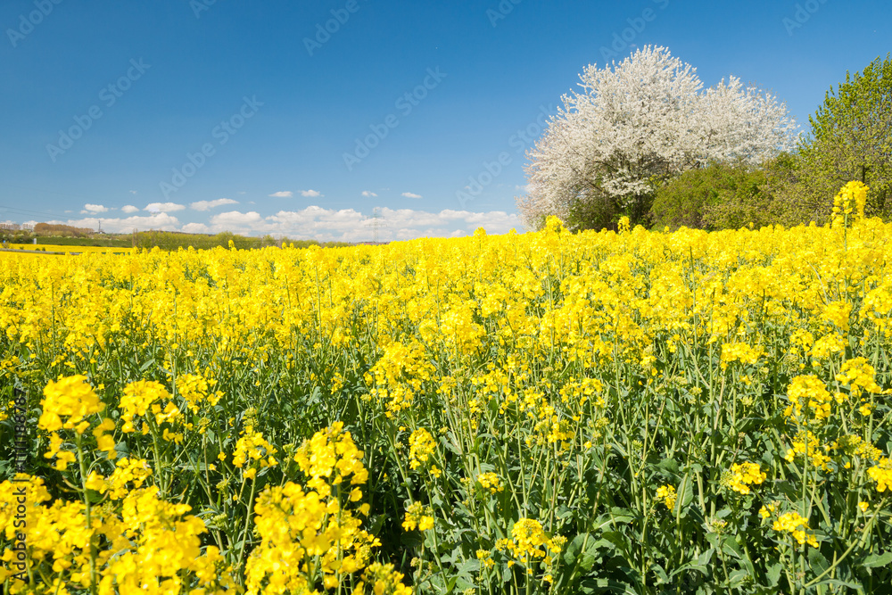 rape field in sunshine with a flowering tree in background rape field in sunshine with a flowering tree in background