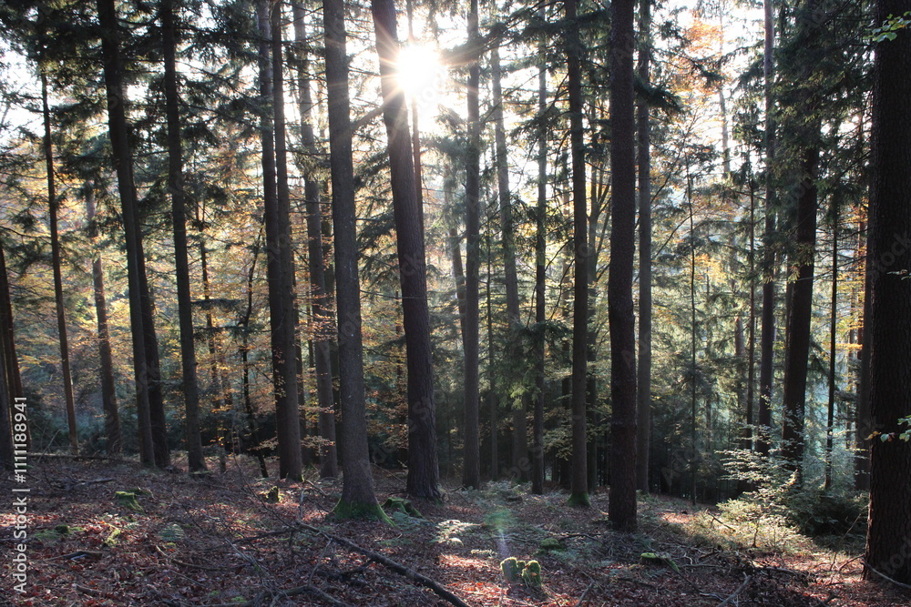 Fototapeta premium morning in the forest