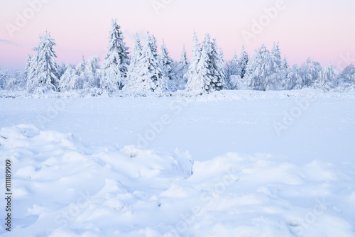 white winter landscape in the morning