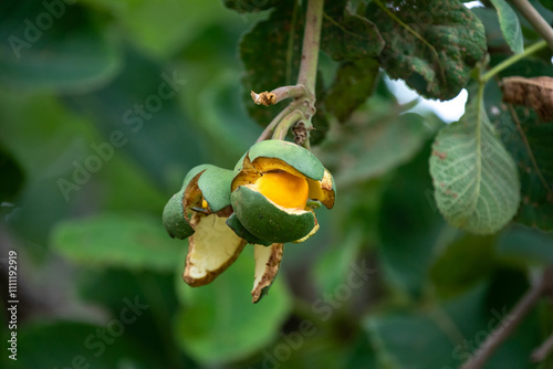 Ripe Pequi fruit (Caryocar brasiliense), wild fruits typical of the Brazilian cerrado biome. photo