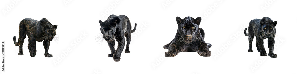 Obraz premium Set of Majestic Black Panther Portraits in High Detail on transparent background