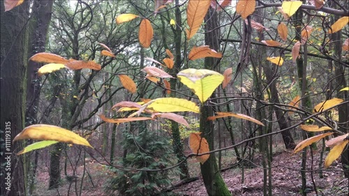 Autumn leaves on a tree in the middle of the woods moving in the wind