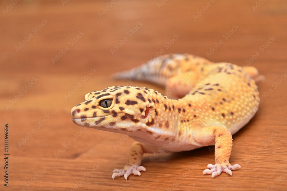 Naklejka premium yellow spotted eublefar lizard on wooden table