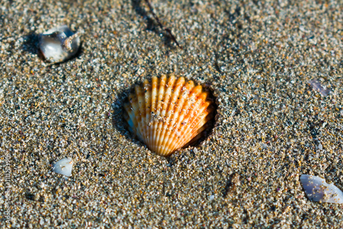 orange shell buried in the sand