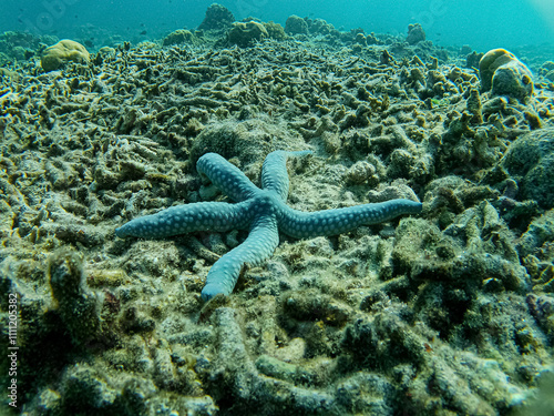 blue starfish and coral reef photo