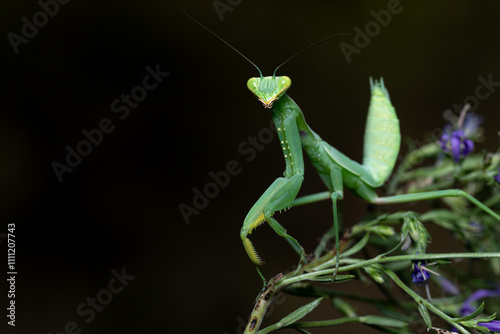 Green mantis on a dark background photo