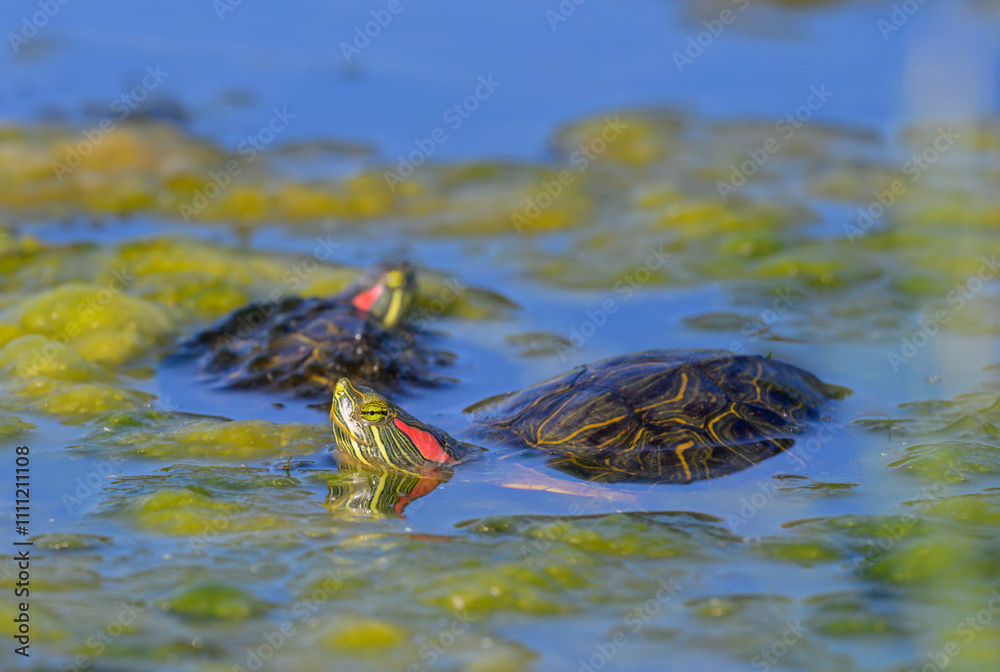 Εκτύπωση καμβά A rendezvous of Red-eared slider turtles (Trachemys scripta elegans) in a swampy lake, Galveston, Texas, USA