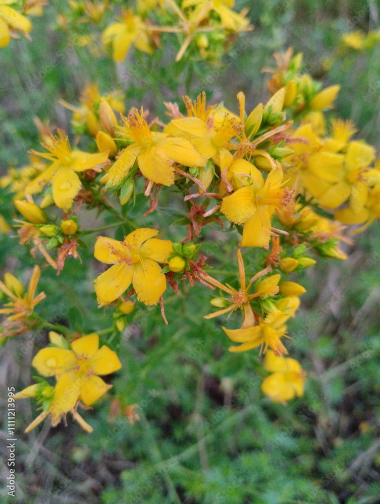 Gelbe Blumen Gelbe Blumen