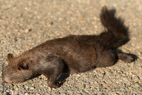 Black squirrels are a melanistic subgroup of squirrels with black coloration on their fur.(Sciurus vulgaris). An animal hit by a car on the road. photo