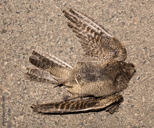 The common cuckoo, European, Eurasian (Cuculus canorus) is a member of the cuckoo order of birds, Cuculiformes. Juvenile bird - female. Dead bird. Death from the car. photo