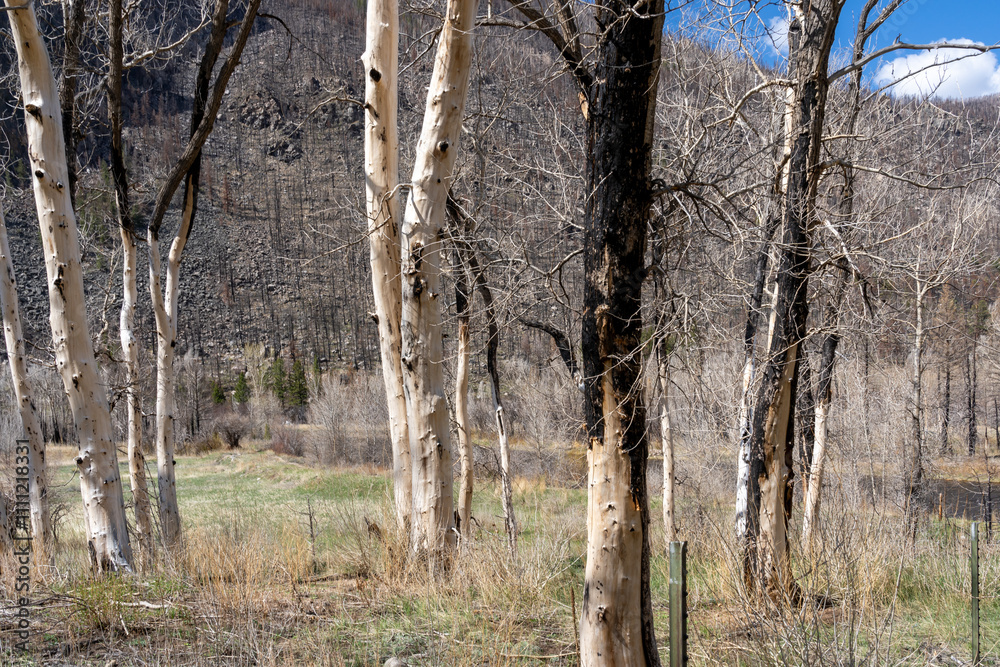 Fototapeta premium Burned dead trees after forest fire. 