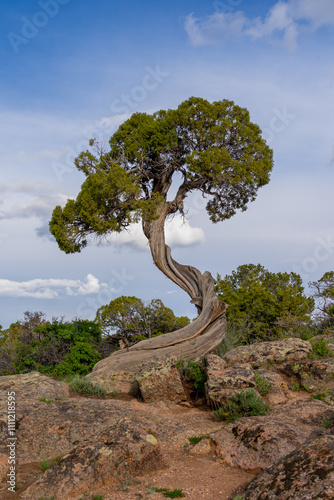 A twisted juniper tree trunk at Dragon Point in Black Canyon of the Gunnison National Park, near Montrose, Colorado, United States.