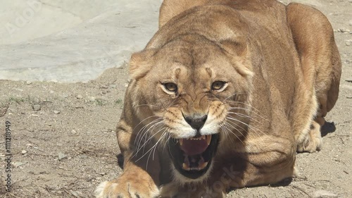 Aggressive lion female attacking, front view