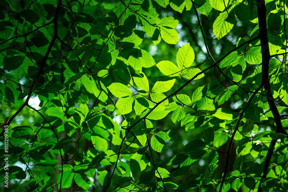Leaves background. Green nature background. Green leaf in forest. Green leaf background. Green leaf forest on blurred greenery background. Leaves plants backdrop. Leaves background. Green nature background. Green leaf in forest. Green leaf background. Green leaf forest on blurred greenery background. Leaves plants backdrop.