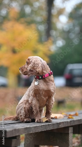 Cocker Spaniel in the autumn park sits on tthe bench