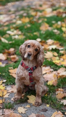 Cute Cocker Spaniel in the park on autumn day
