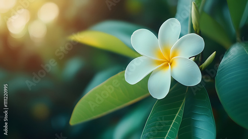 Beautiful white plumeria flower blooming amidst lush green foliage in soft sunlight