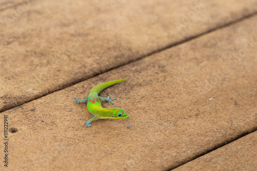 Green lizard on a wooden surface