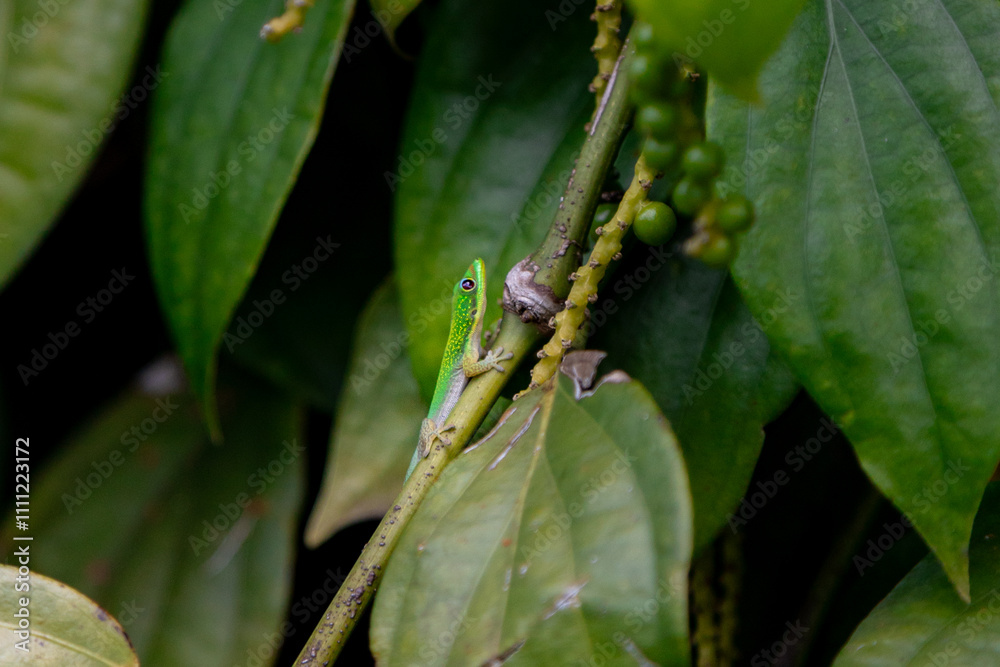 Naklejka premium green lizard on a branch