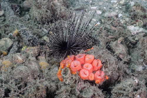 Long-Spined Urchin (Diadema antillarum) next to an Orange Cup Coral (Tubastraea coccinea) at the Blue Heron Bridge, Phil Foster Park, Riviera Beach, Florida photo