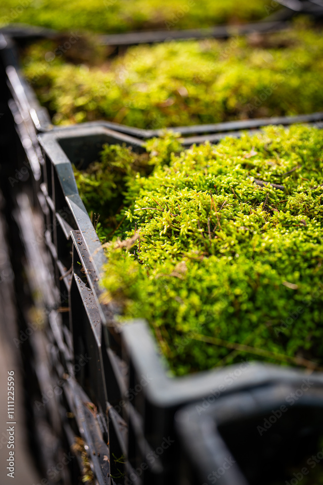 moss plants - humidity - nice ecological decoration