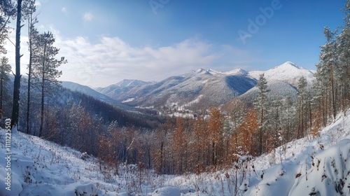 Panoramic landscape of a snowy forest in the mountains on a sunny winter day whis. Ukrainian Carpathians, near Mount Petros, there is one tourist.