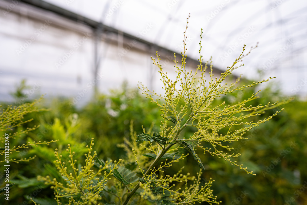 mimosa cultivation - beautiful plant - care, Acacia dealbata