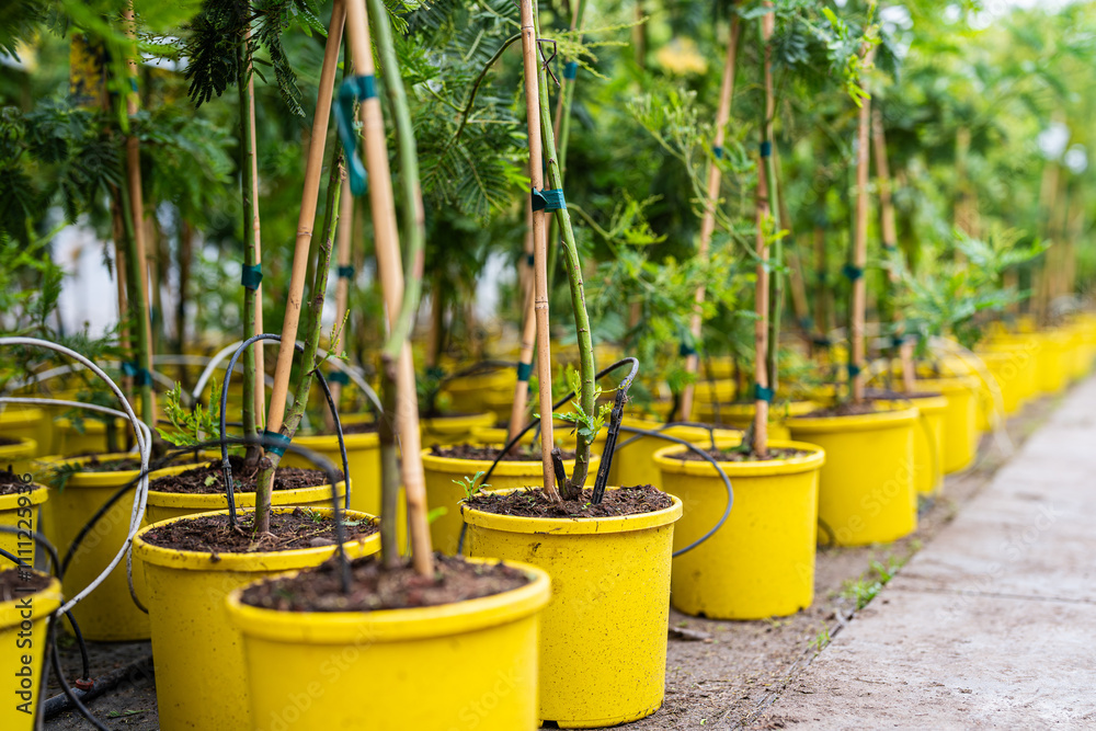 mimosa cultivation - beautiful plant - care, Acacia dealbata