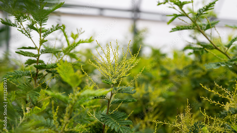 mimosa plant - yellow bunches - care