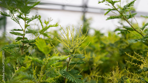 Obraz na płótnie mimosa plant - yellow bunches - care w salonie