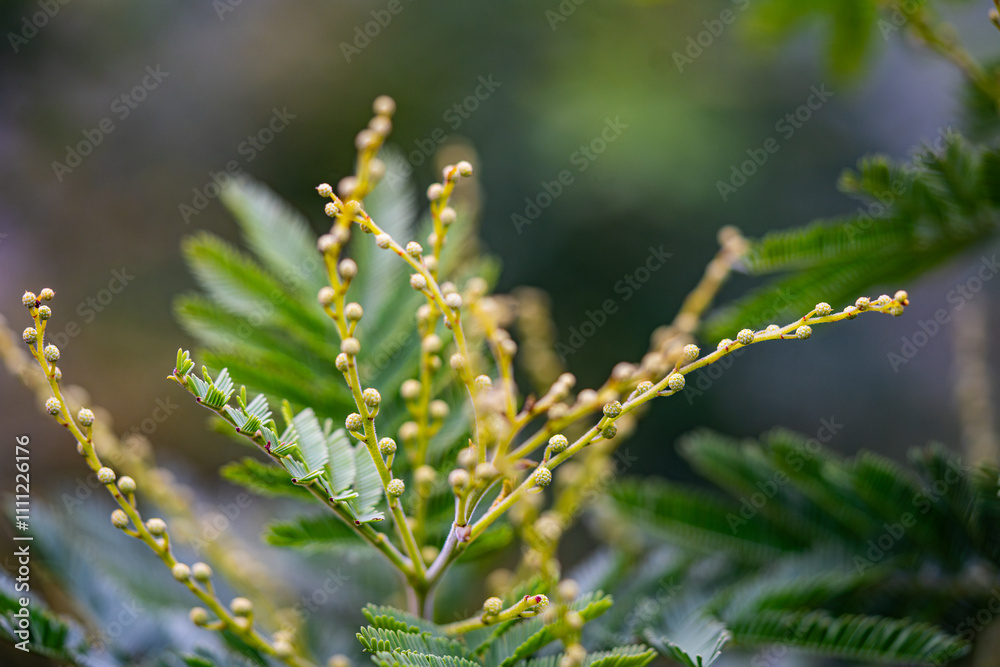mimosa cultivation - beautiful plant - care, Acacia dealbata