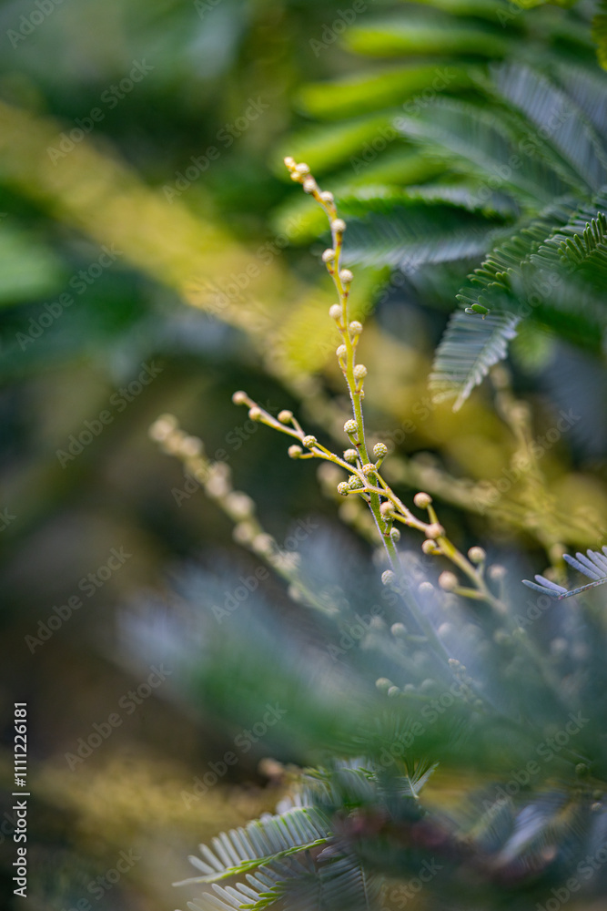 mimosa plant - yellow bunches - care