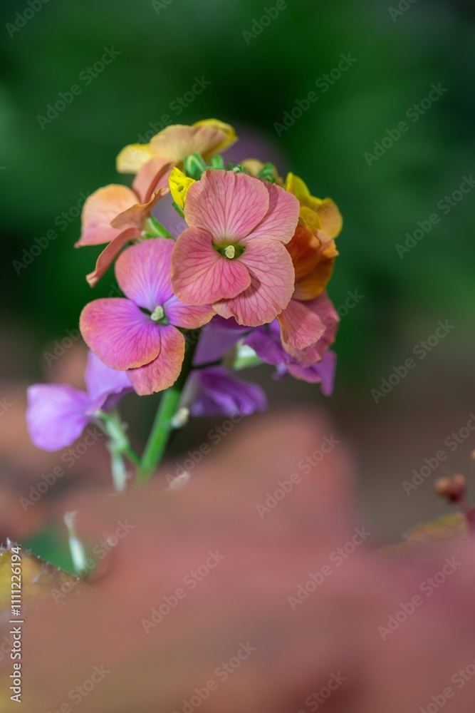 Obraz premium Close up of pink wallflowers in bloom