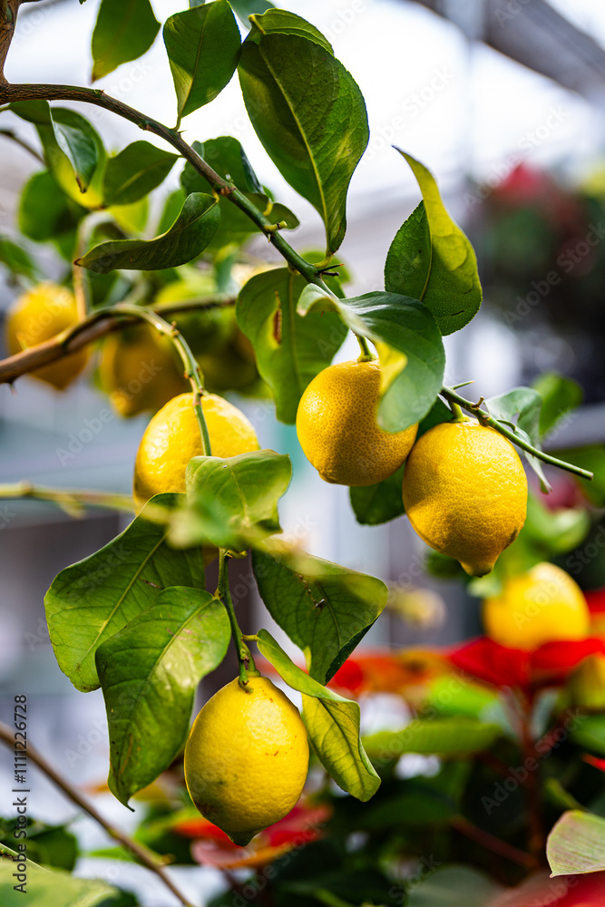 Citrus limon - lemon tree - full of fruit on the branches - care and cultivation