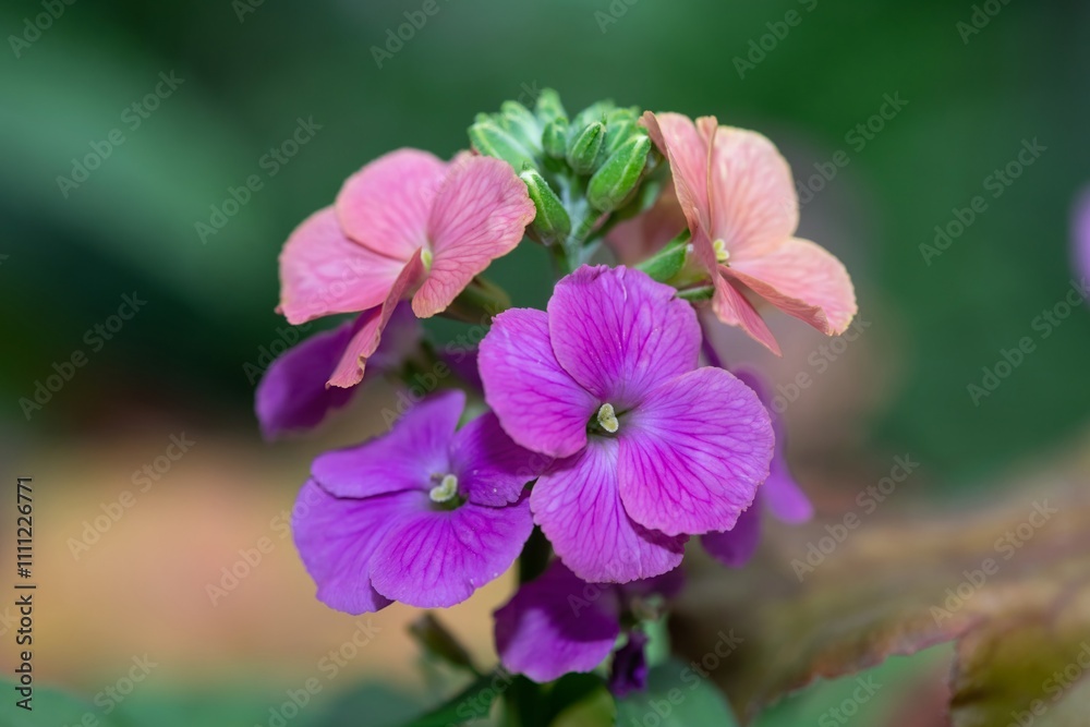 Fototapeta premium Close up of pink wallflowers in bloom