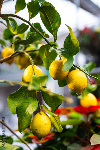 Obraz na płótnie Citrus limon - lemon tree - full of fruit on the branches - care and cultivation w salonie