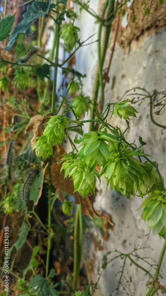 Obraz premium Hops in the village near the house