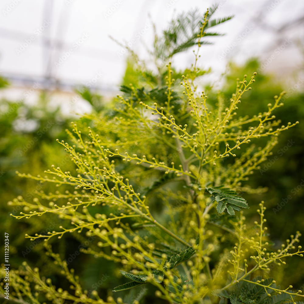 yellow mimosa flower - ornamental and poisonous plant