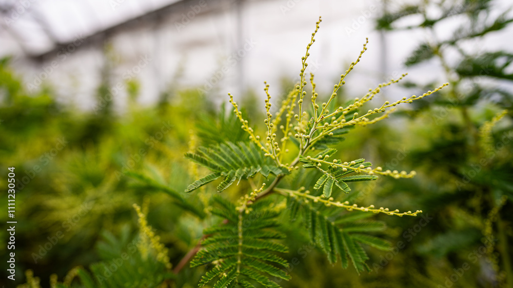 yellow mimosa flower - ornamental and poisonous plant